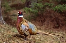 Cock Pheasant.