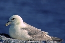 Fulmar.