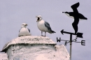 Herring Gulls on Skokholm wheelhouse.