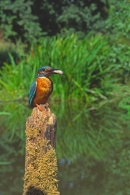 Kingfisher on mossy post,in habitat.