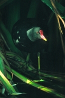 Moorhen.