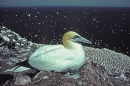 Nesting Gannet.