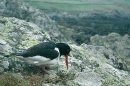 Oystercatcher settles on nest,in the rain.