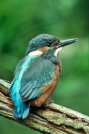 Young Kingfisher.