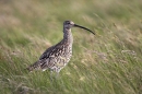 Curlew in the rain.