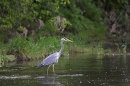 Grey Heron in river.