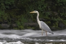 Grey Heron in slow motion river.