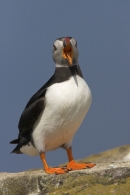 Hoi ! Puffin.