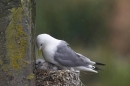 Kittiwake and young,in the rain.