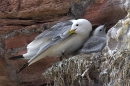 Kittiwake and young.