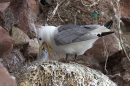 Kittiwake feeding chick.