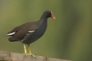 Moorhen on fence.