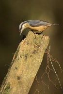 Nuthatch.