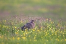 Female Pheasant in buttercups.