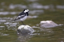 Pied Wagtail.