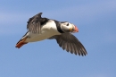 Puffin in flight.