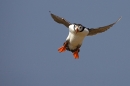 Puffin,landing.