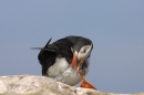 Puffin,preening.