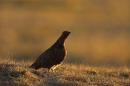 Red Grouse,in the evening.