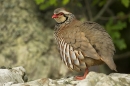 Red Legged Partridge on a stone wall.