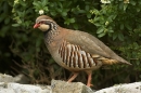 Red Legged Partridge walking along wall.