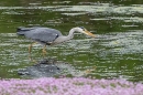 Grey Heron hunting 1. May. '24.