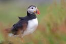 Puffin thru sorrel. May. '24.