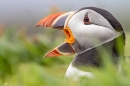 Mouthy Puffin. May. '24.
