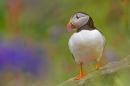 Puffin Colours. May. '24.