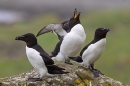 3 Razorbills. May. '24.