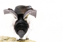 High key Razorbill. May. '24.