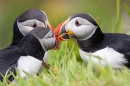 Puffins chat. May. '24.