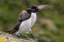 Razorbills,me and my mate. May. '24.