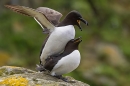 Razorbills mating. May. '24.