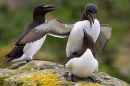 Razorbills,three's a crowd. May. '24.