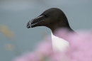 Razorbill thru the pink. May. '24.