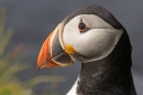 Puffin portrait. May. '24.