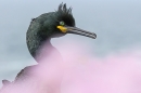 Shag thru the pink. May. '24.
