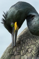 Shag preening. May. '24.