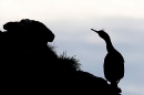 Shag silhouette. May. '24.