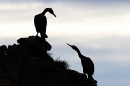 2 silhouetted Shags. May. '24.