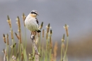 Northern Wheatear. May. '24.
