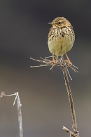 Meadow Pipit 2. May. '24.