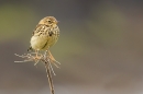 Meadow Pipit 1. May. '24.