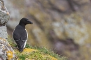 Razorbill on ledge. May. '24.