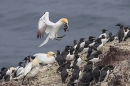 Gannet landing with seaweed amid gannets and guillemots. May. '24.