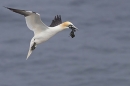 Gannet coming in to land with seaweed. May. '24.