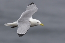 Kittiwake in flight 2. May. '24.