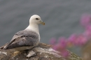 Fulmar and thrift. May. '24.