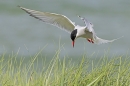 Arctic Tern in flight 3. Jun. '24.